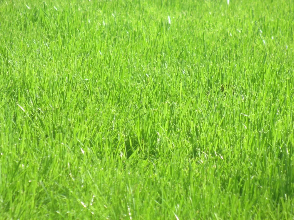 Reliable yard cleanup service in Studio City, CA by Rosainz Landscape and Maintenance