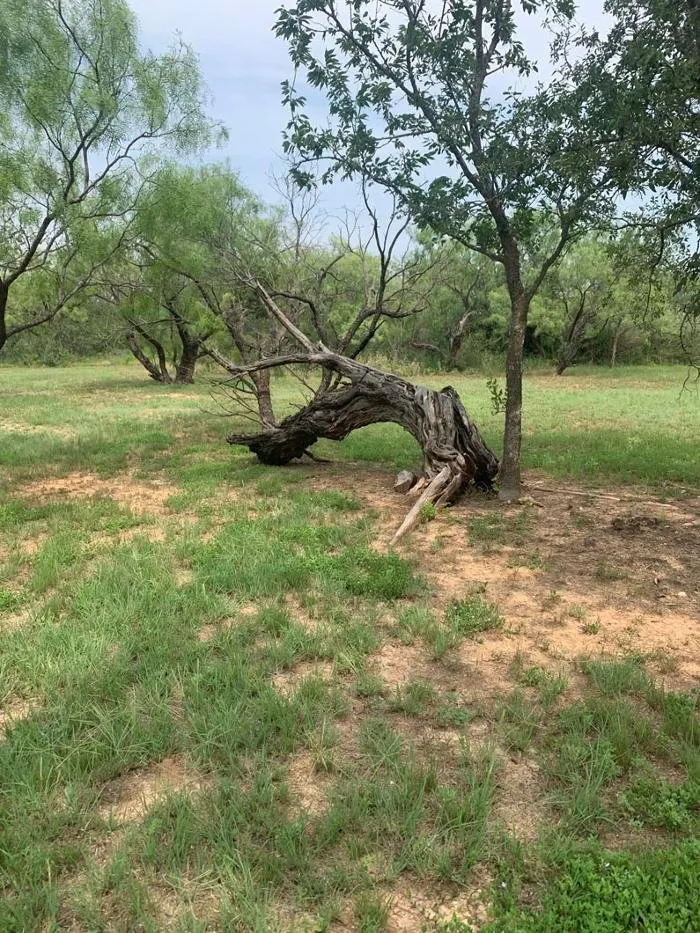 Expert lawn mowing service for outdoor upgrades in Albany, TX by Rosales Land Management