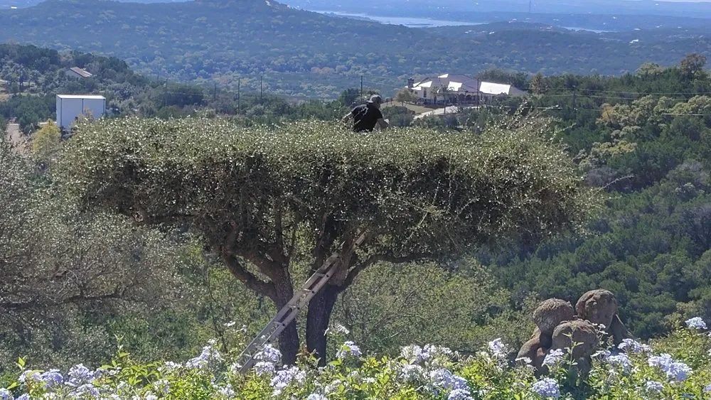 Local landscaping services for beautiful yards across Lago Vista, TX - Rosales Landscaping