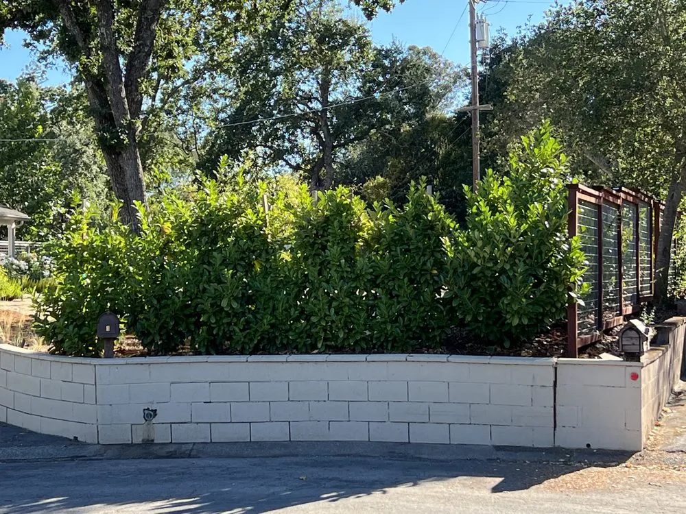 Trusted lawn mowing service for homes across Napa, CA - Rosales Landscaping