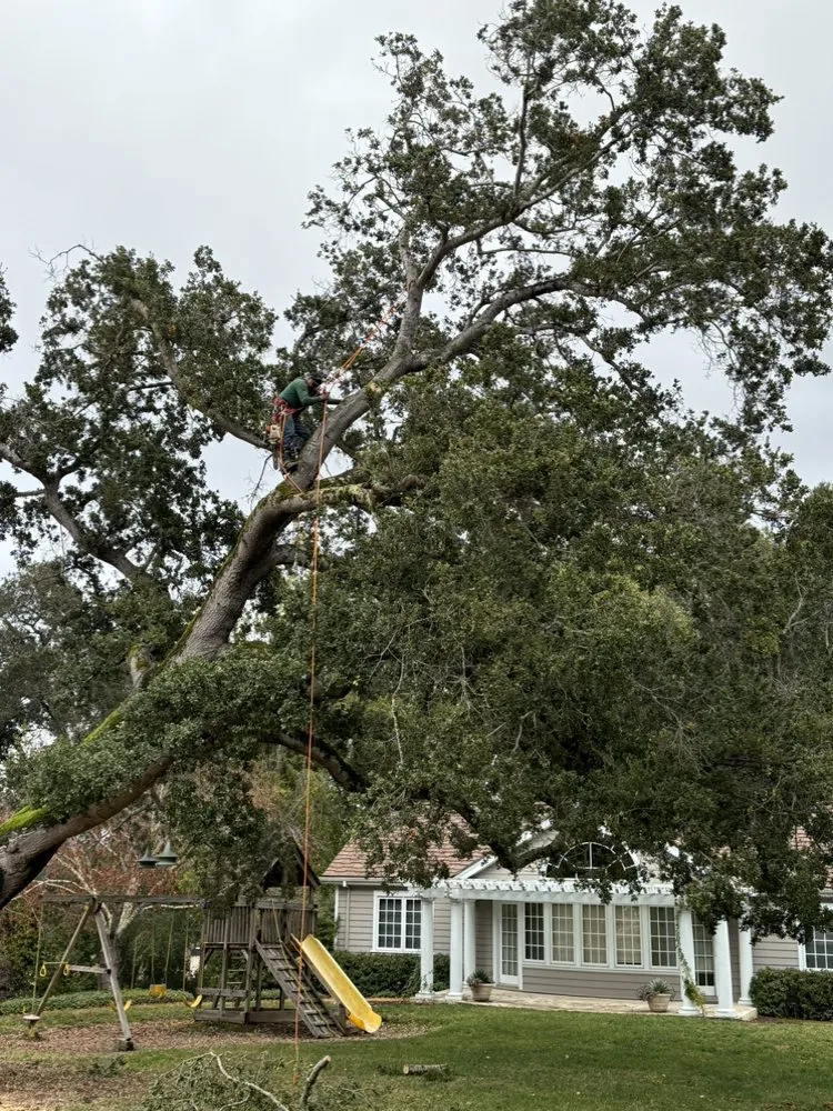 Affordable lawn mowing service for year-round maintenance across Hayward, CA - Rosales Landscaping Services