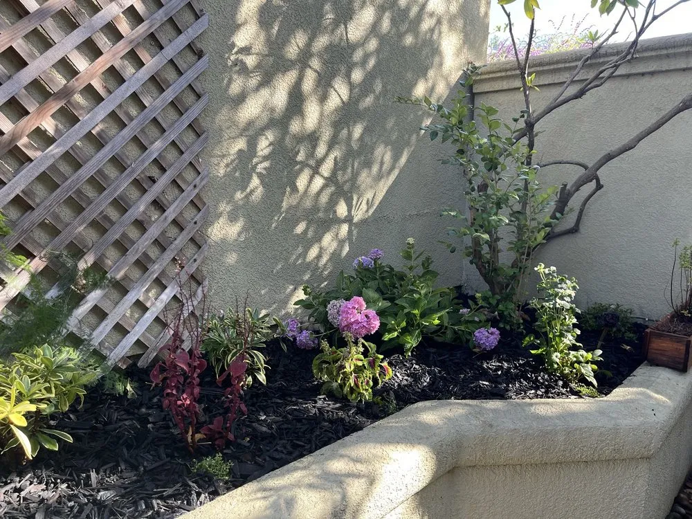 Expert lawn care service for year-round maintenance across Hayward, CA - Rosales Landscaping Services