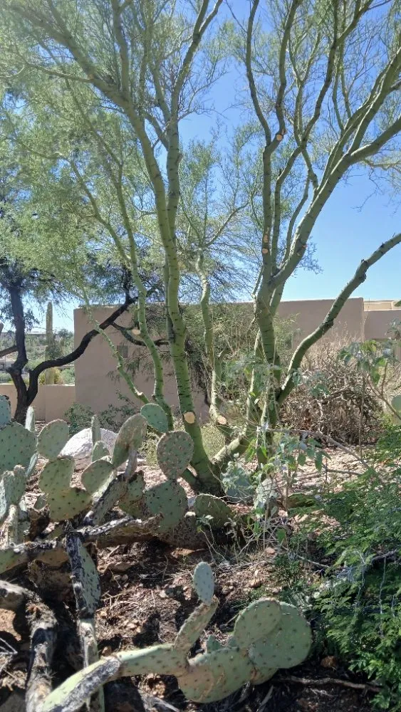 Custom outdoor landscaping in Tucson, AZ - Rosales Landscaping
