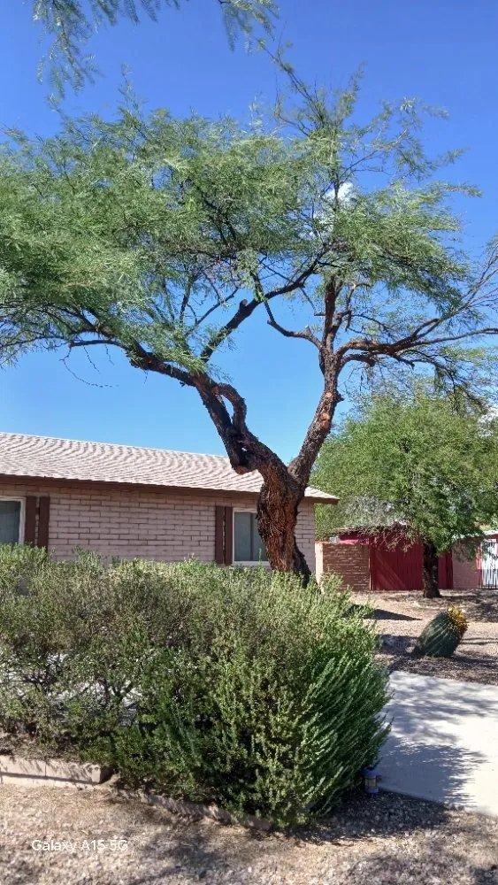 Top-rated landscape installation for outdoor upgrades across Tucson, AZ - Rosales Landscaping