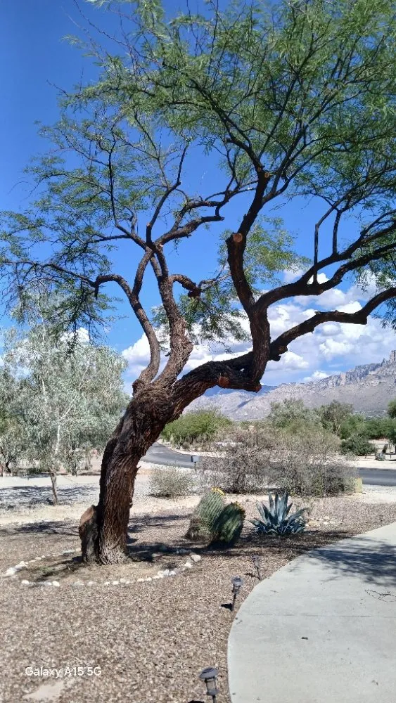 Trusted yard cleanup service near you across Tucson, AZ - Rosales Landscaping