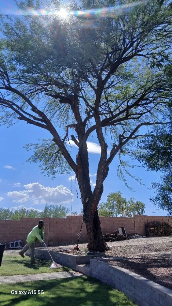 Professional yard cleanup service in Tucson, AZ - Rosales Landscaping