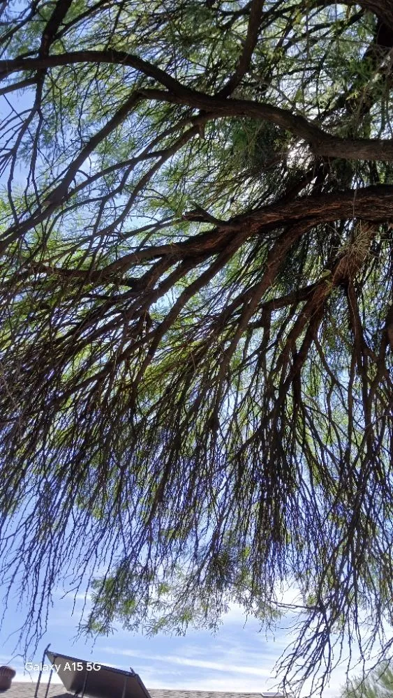 Affordable landscaping services in Tucson, AZ - Rosales Landscaping