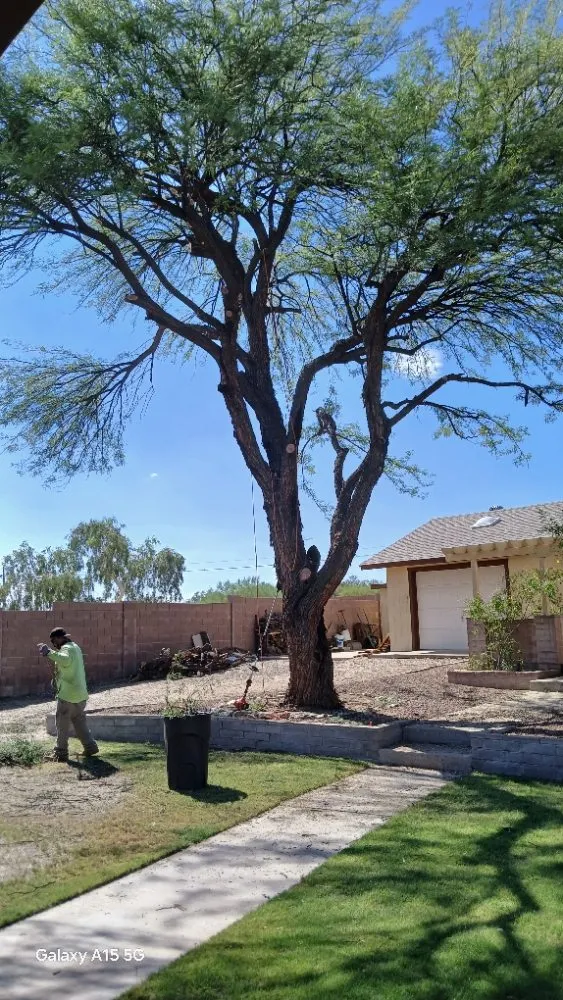 Top-rated lawn care service in Tucson, AZ - Rosales Landscaping
