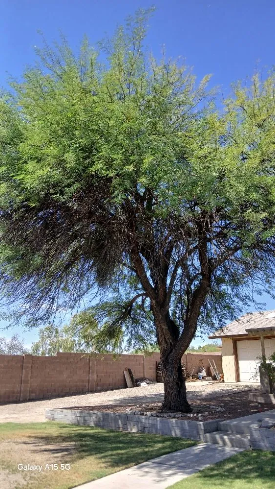 Expert lawn mowing service in Tucson, AZ - Rosales Landscaping