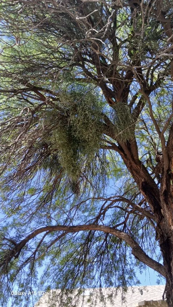 Local lawn mowing service experts serving Tucson, AZ - Rosales Landscaping