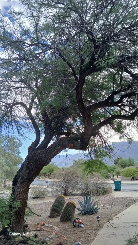 Affordable landscape design in Tucson, AZ by Rosales Landscaping