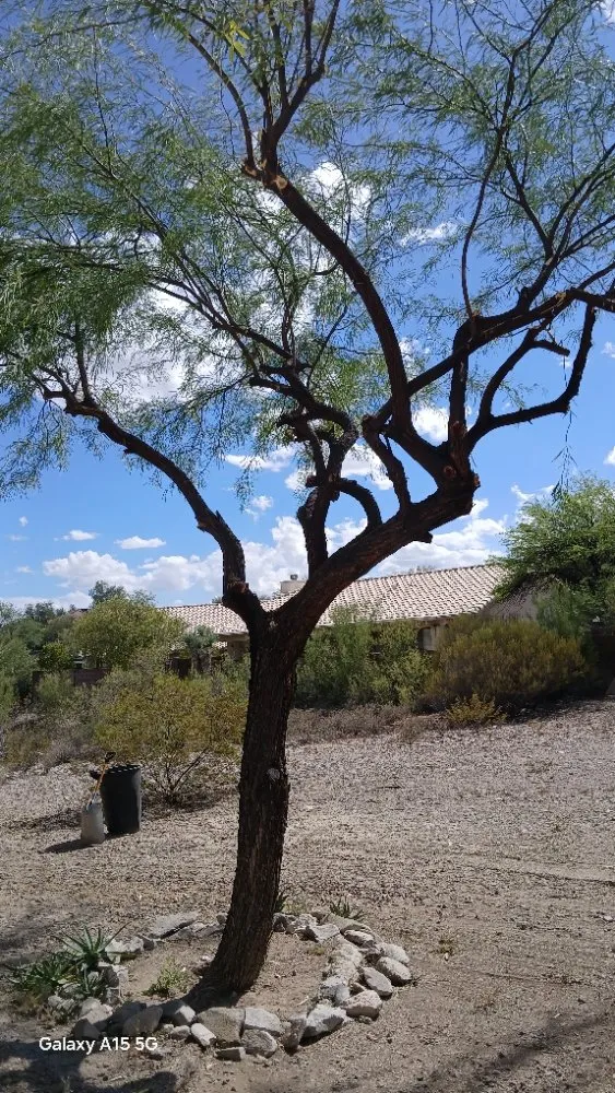 Reliable residential landscaping experts serving Tucson, AZ - Rosales Landscaping