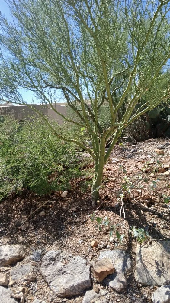 Reliable garden landscaping experts serving Tucson, AZ - Rosales Landscaping