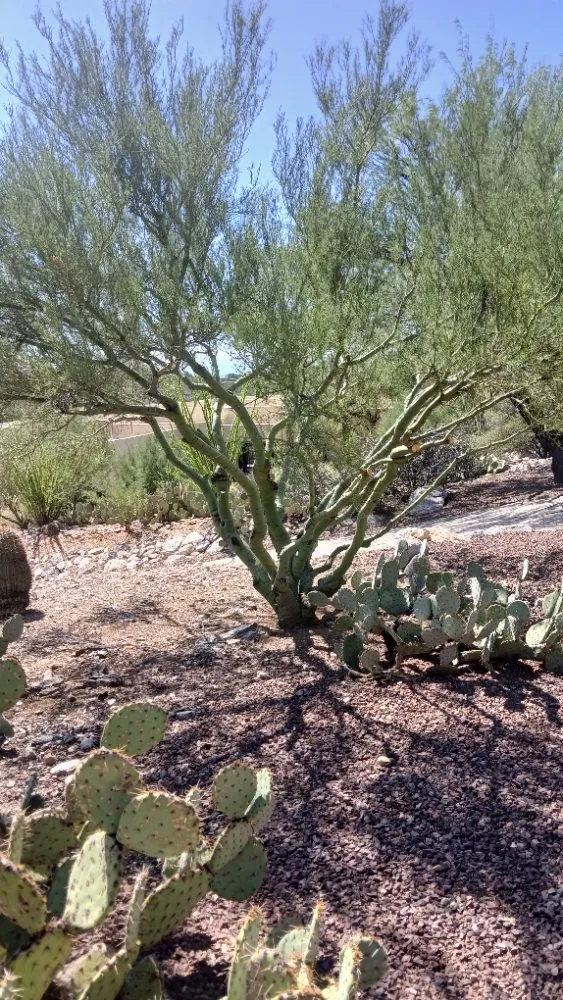 Trusted landscape installation in Tucson, AZ - Rosales Landscaping
