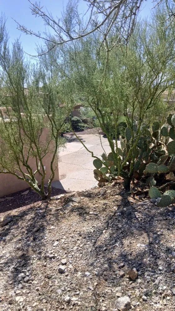 Professional residential landscaping in Tucson, AZ - Rosales Landscaping