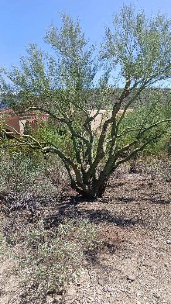 Custom lawn care service for year-round maintenance in Tucson, AZ by Rosales Landscaping