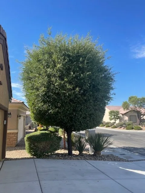 Trusted yard cleanup service in Las Vegas, NV - Rosales Lawn Services