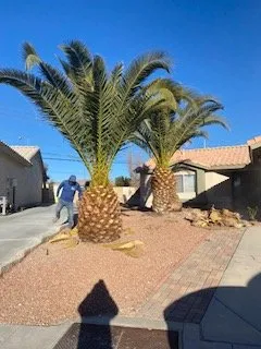 Affordable yard maintenance in Las Vegas, NV - Rosales Lawn Services