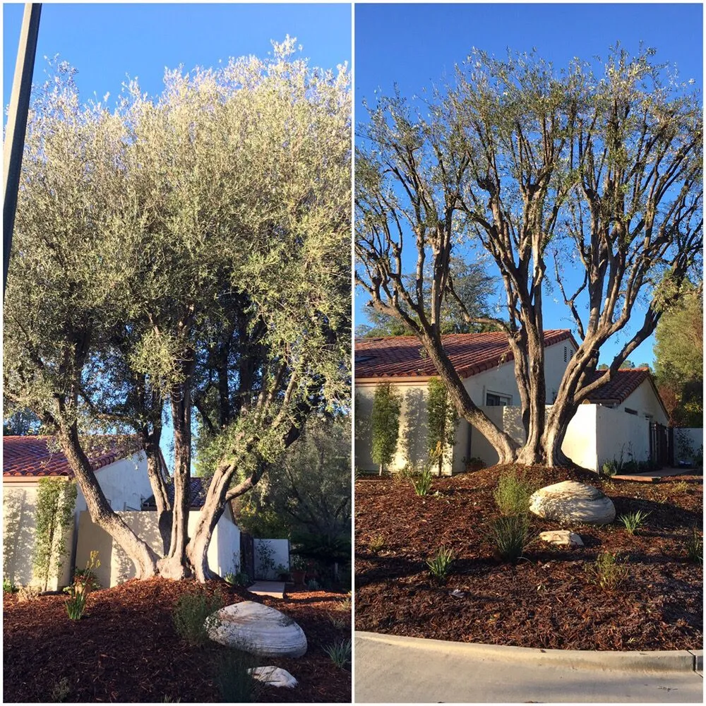 Trusted yard cleanup service near you in Encino, CA by Rosales Tree Care & Landscape Development