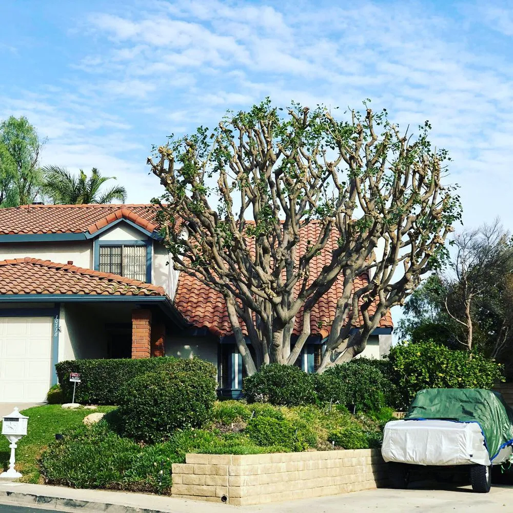 Professional lawn mowing service experts serving Encino, CA - Rosales Tree Care & Landscape Development