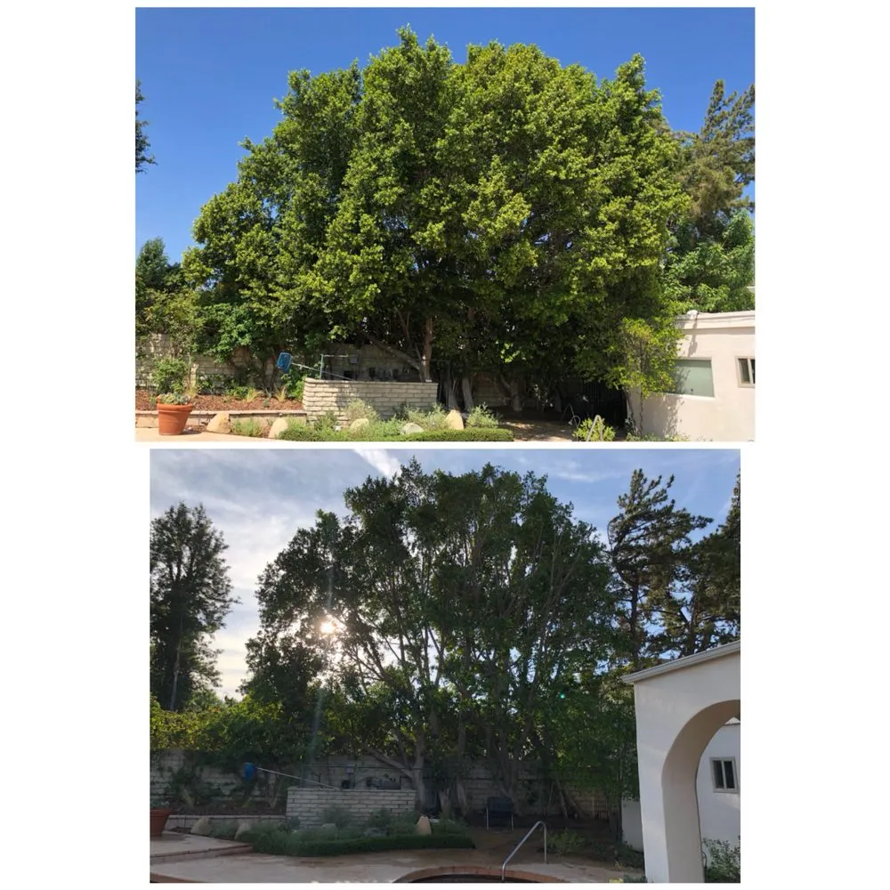 Custom yard maintenance in Encino, CA by Rosales Tree Care & Landscape Development