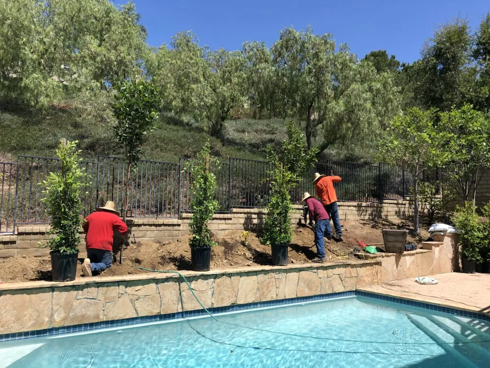 Affordable yard cleanup service in Encino, CA - Rosales Tree Care & Landscape Development