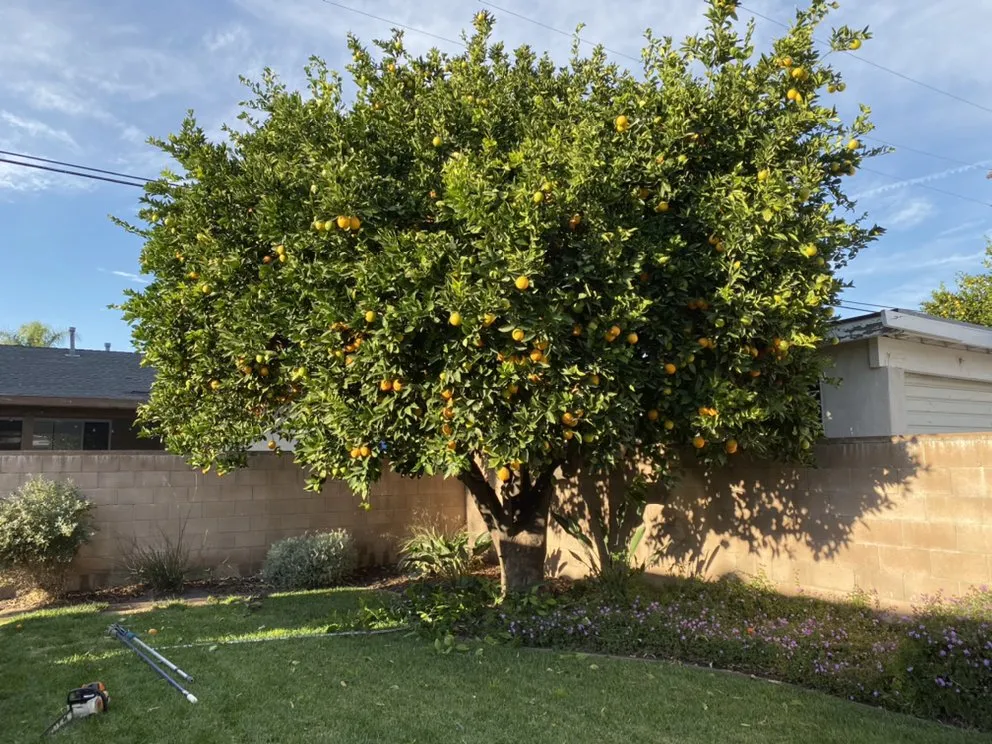 Trusted lawn care service with custom design across Encino, CA - Rosales Tree Care & Landscape Development