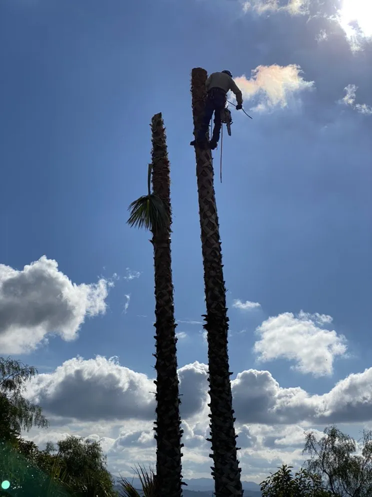 Affordable landscaping services with custom design across Encino, CA - Rosales Tree Care & Landscape Development