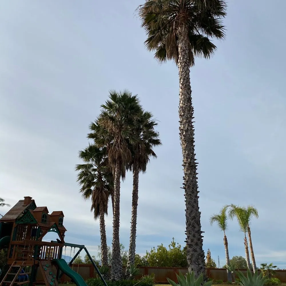 Local yard maintenance in Encino, CA by Rosales Tree Care & Landscape Development