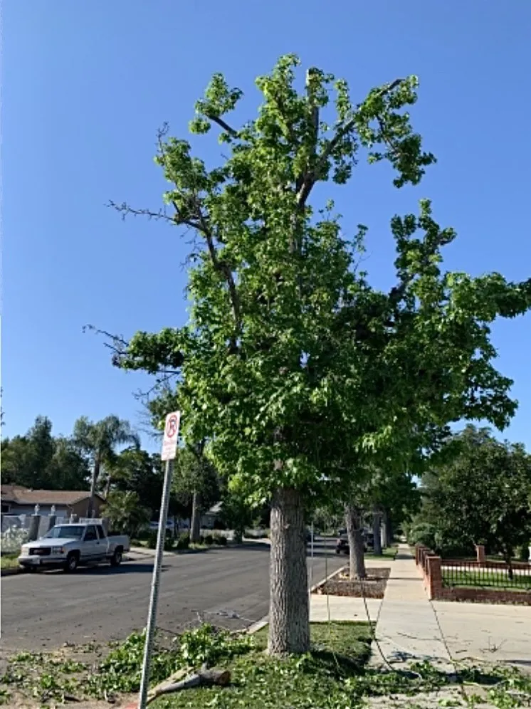 Custom residential landscaping in Los Angeles, CA by Rosas Landscape