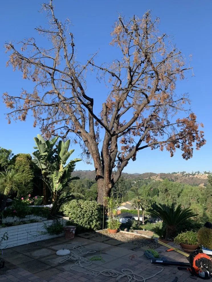 Professional yard cleanup service for residential properties across Los Angeles, CA - Rosas Landscape