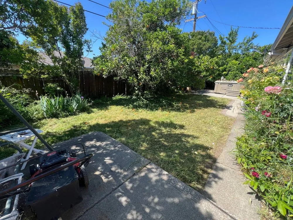 Professional yard cleanup service in Vacaville, CA by Rosas Landscape