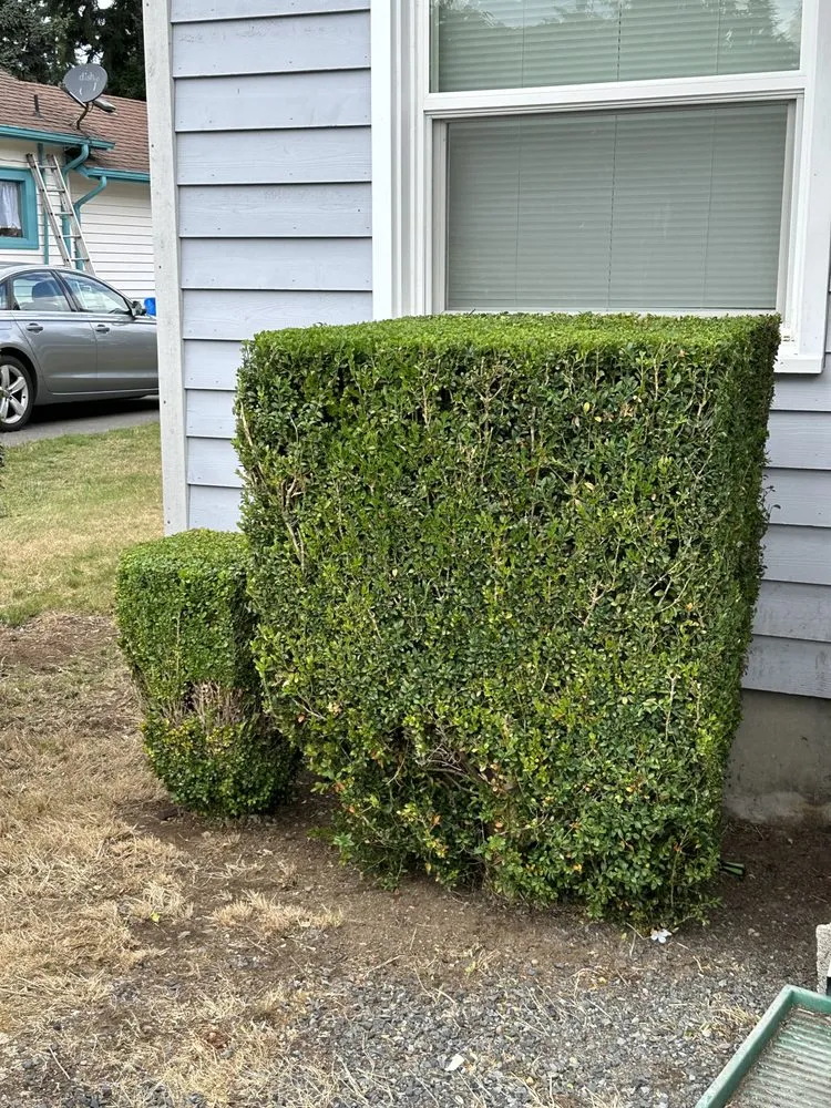 Trusted yard maintenance for beautiful yards in Everett, WA by Rosas Landscaping and Construction