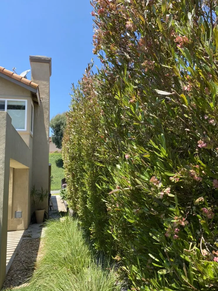 Local outdoor landscaping near you across Dana Point, CA - Rosas Landscaping Company