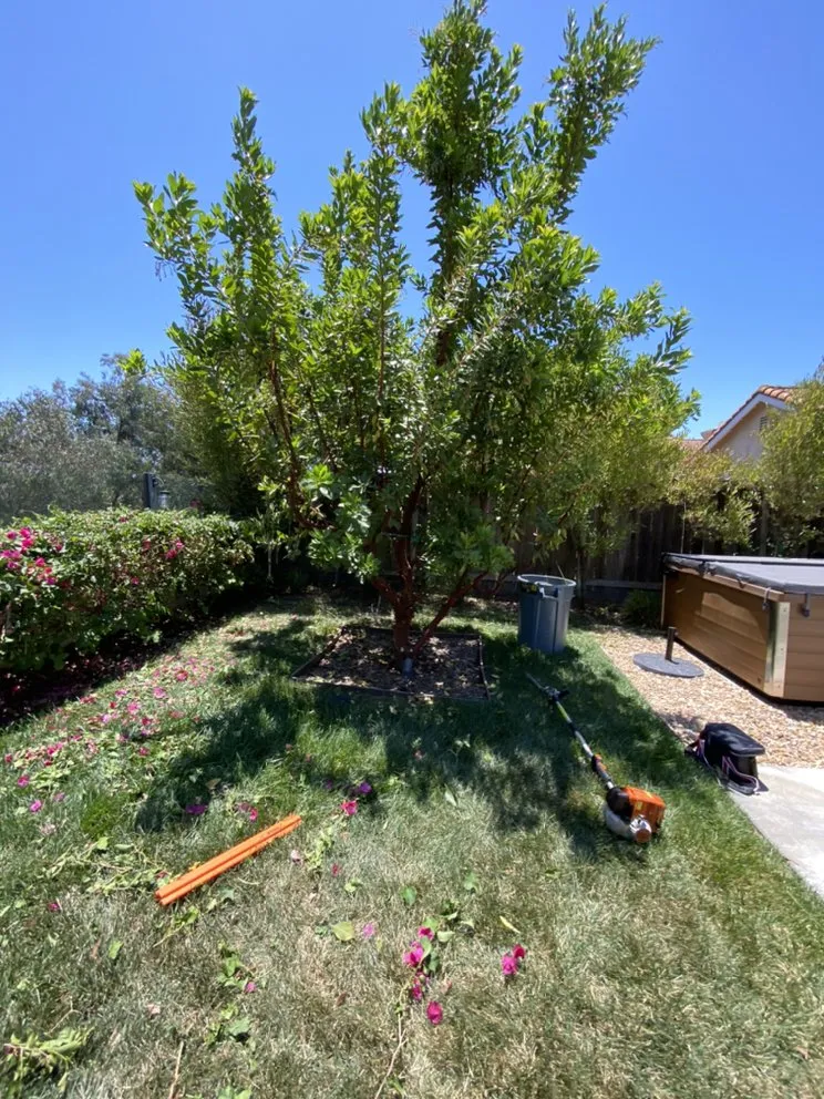 Top-rated residential landscaping in Dana Point, CA - Rosas Landscaping Company