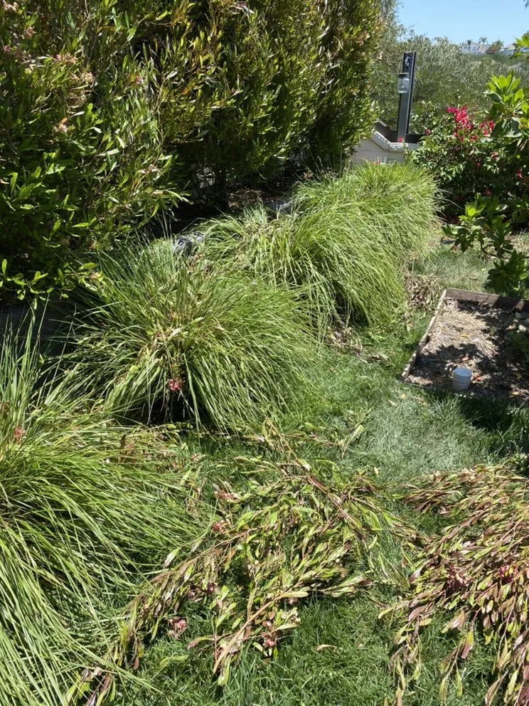 Top-rated landscape design experts serving Dana Point, CA - Rosas Landscaping Company
