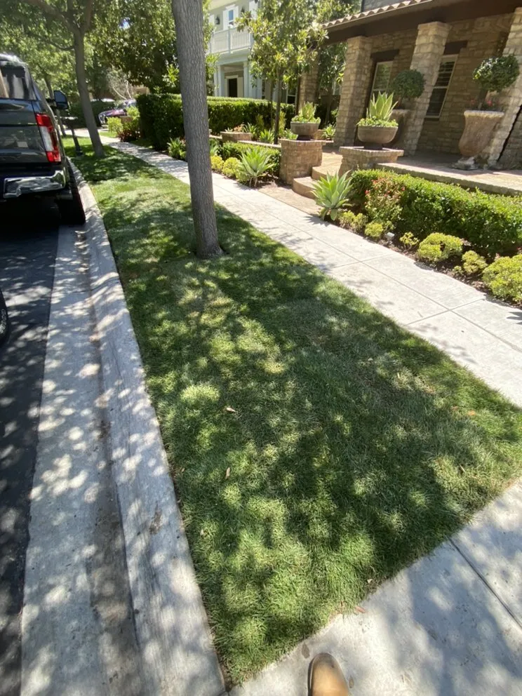 Affordable yard cleanup service with custom design in Dana Point, CA by Rosas Landscaping Company