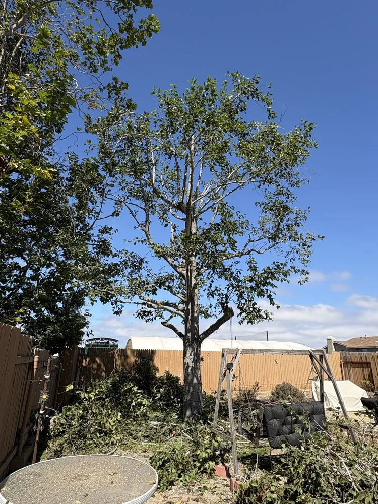 Reliable yard cleanup service in Santa Maria, CA - Rosas Landscaping