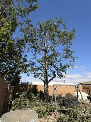 Rosas Landscaping Logo