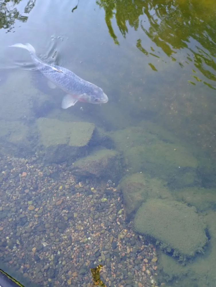 Reliable yard maintenance in Greenville, SC - Rosas Lawn Service