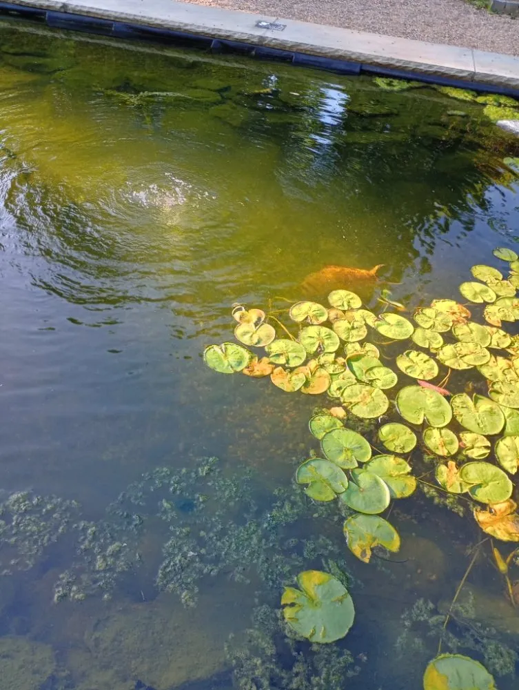 Custom outdoor landscaping near you in Greenville, SC by Rosas Lawn Service