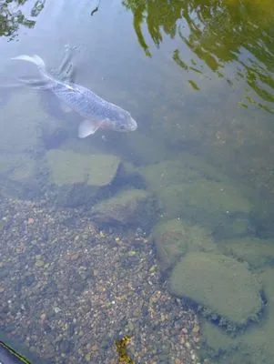 Rosas Lawn Service Logo