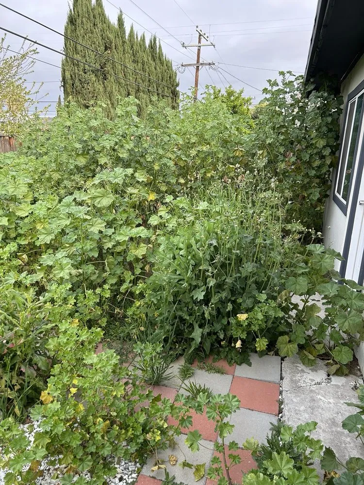 Reliable landscape design in San Jose, CA by Rosa's Maintenance