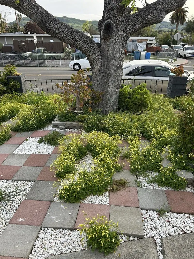 Trusted lawn care service in San Jose, CA - Rosa's Maintenance