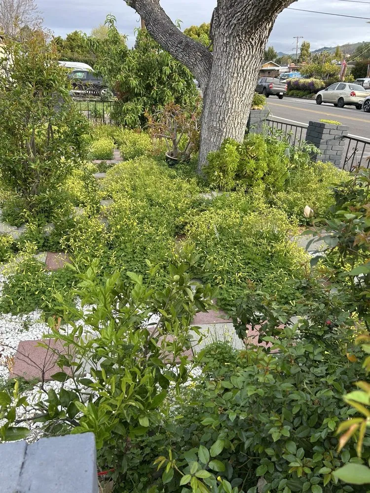 Professional outdoor landscaping in San Jose, CA by Rosa's Maintenance
