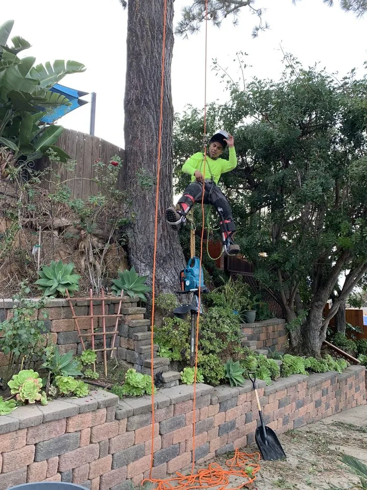 Affordable residential landscaping experts serving Lemon-Grove, CA - Rosas Tree Service
