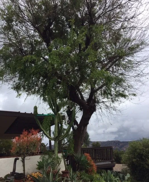 Reliable garden landscaping in Lemon-Grove, CA - Rosas Tree Service