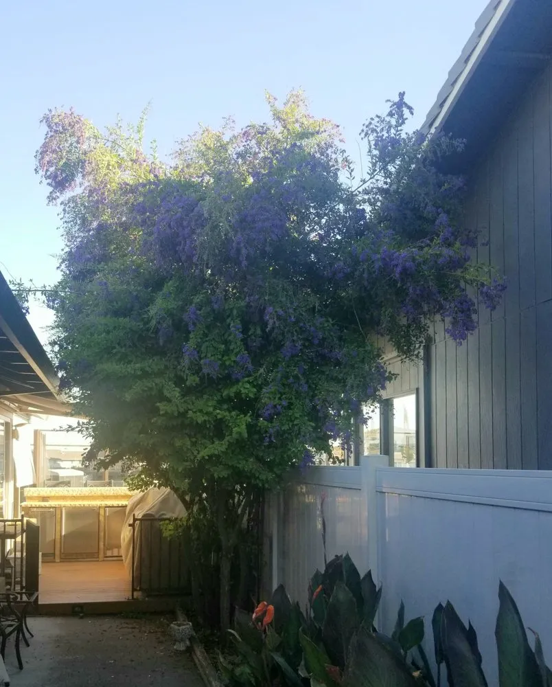 Local landscape design for beautiful yards across Lemon-Grove, CA - Rosas Tree Service