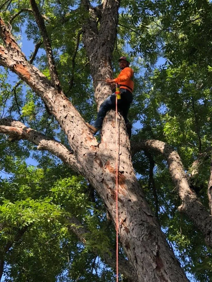 Affordable landscape installation for residential properties in Leander, TX by Rosas Tree Services