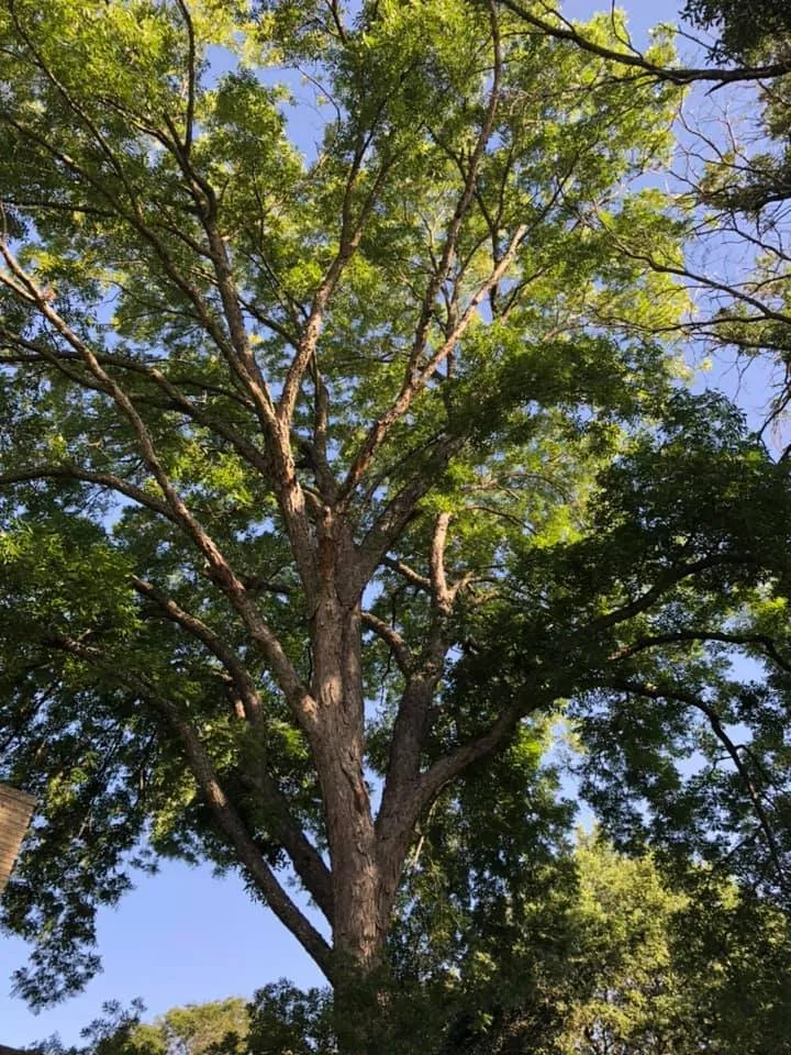 Professional landscape design experts serving Leander, TX - Rosas Tree Services